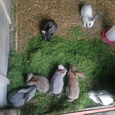 Malinowy Gaj - Agroturystyka Z Alpakami I Innymi Zwierzetami Swietajno  Exterior foto