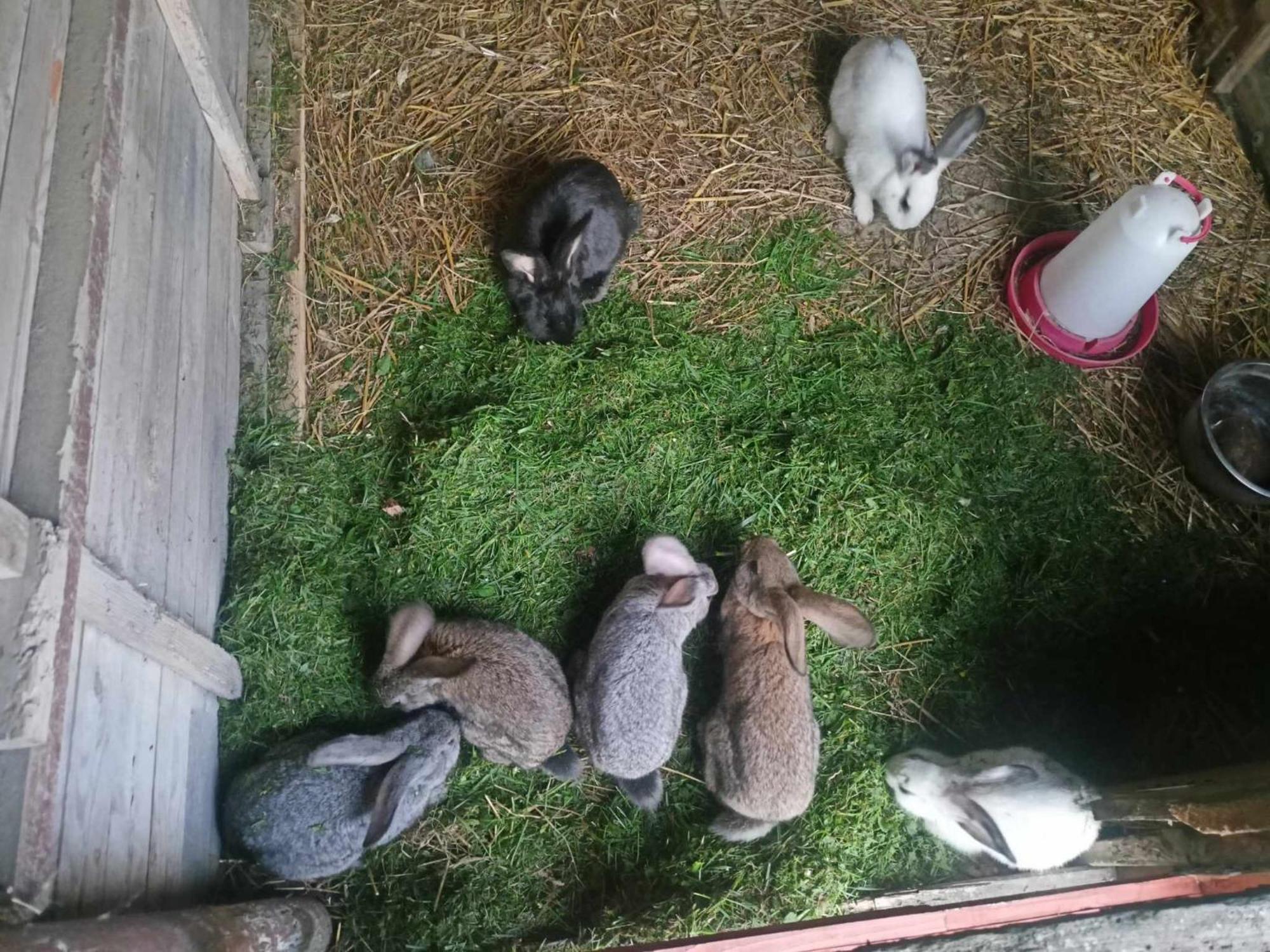 Malinowy Gaj - Agroturystyka Z Alpakami I Innymi Zwierzetami Swietajno  Exterior foto